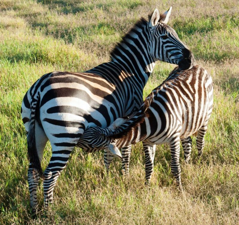 two grant's zebras