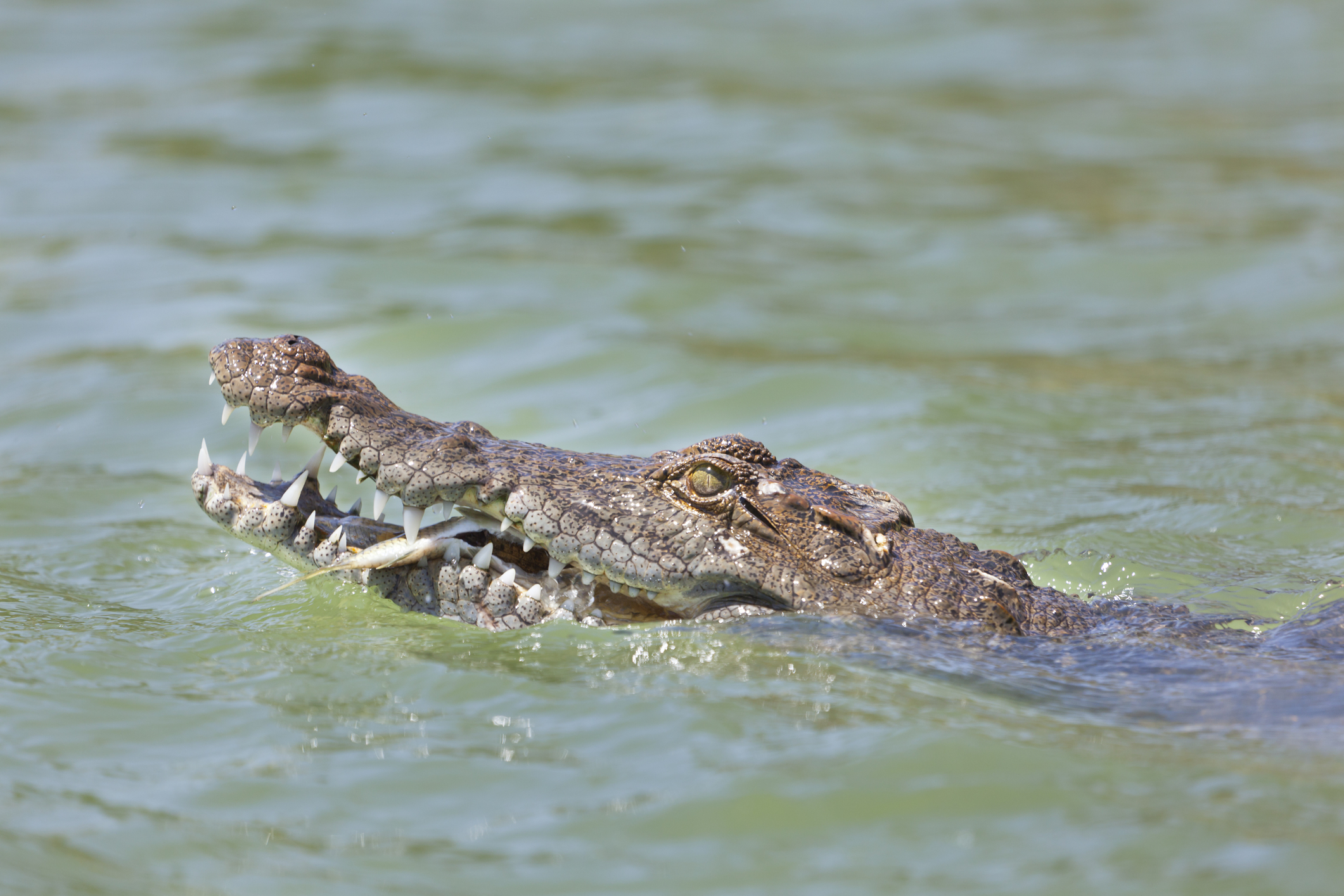 Crocodile swiming in Lake Baringo