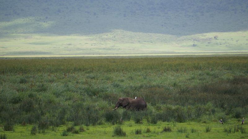 Elephant and egret in lush marsh of Ngorongoro Crater