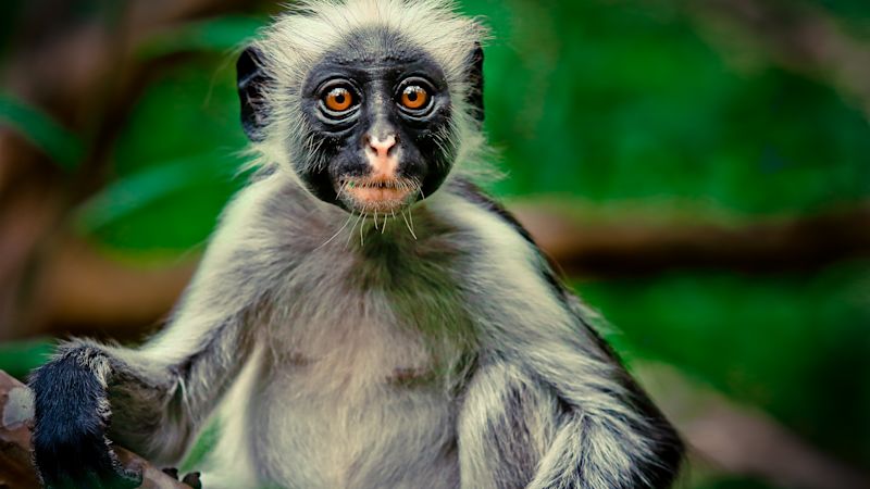 Colobus monkey in Jozani forest, Zanzibar, Tanzania
