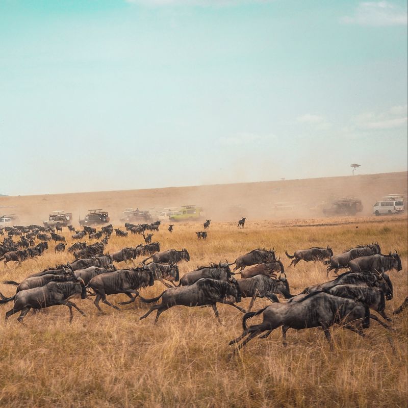 Great Migration wildebeests running across dry plain with safari vehicles in the background