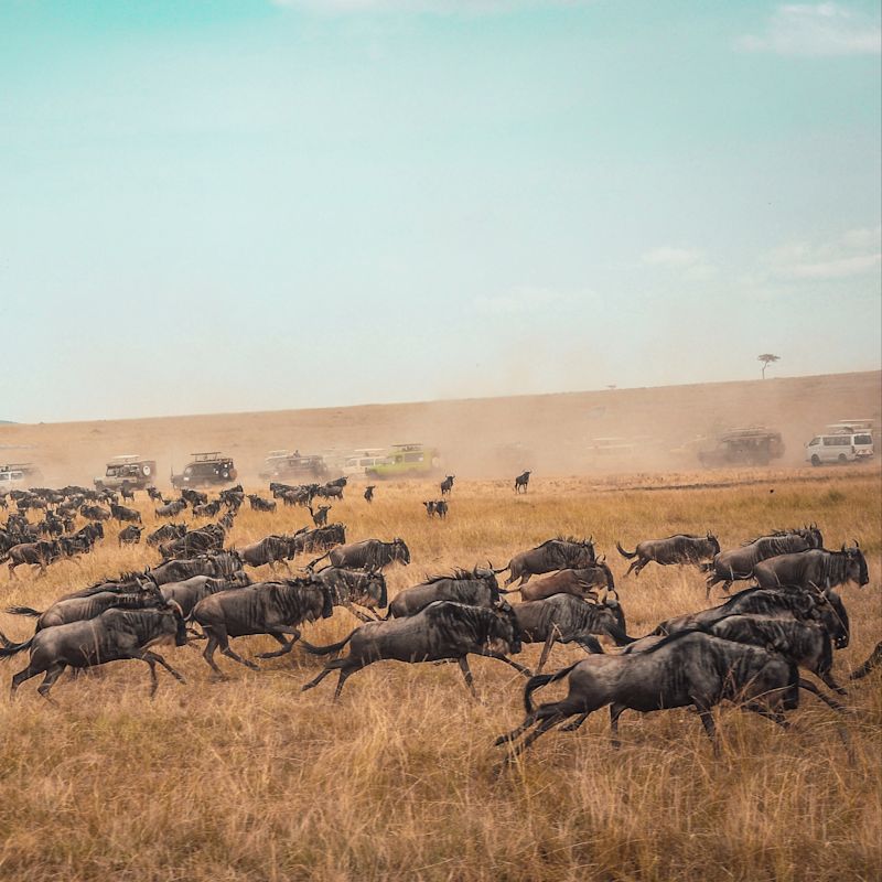 Great Migration wildebeests running across dry plain with safari vehicles in the background