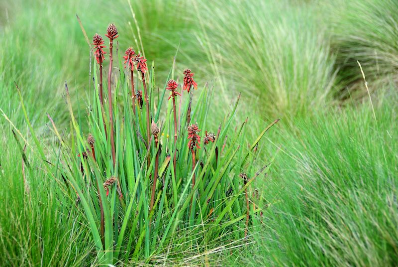Thomson's red-hot poker, growing in Maundi crater on the mounting Kilimanjaro, Tanzania, Africa