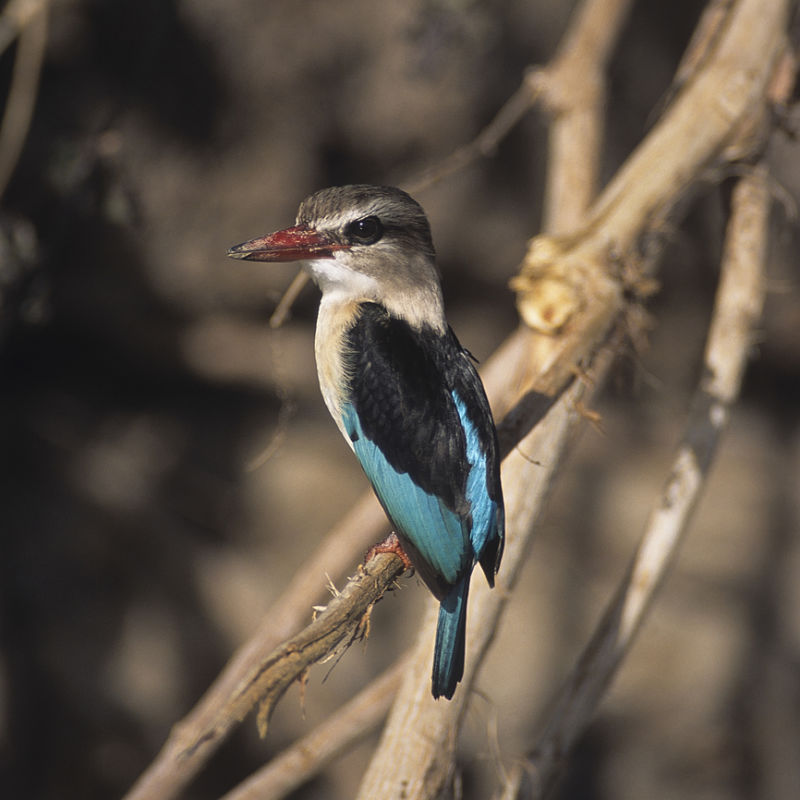 Brown-hooded Kingfisher in the selous game reserve - Tanzania