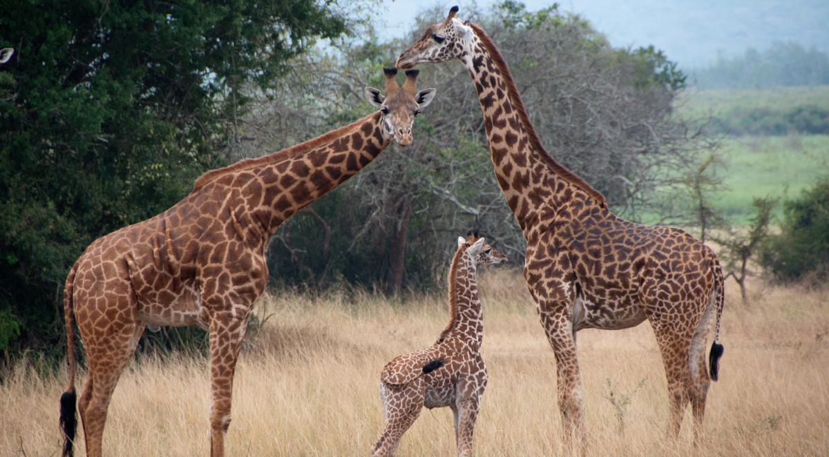 Giraffe family