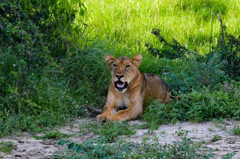 A lioness resting in a patch of shade, Ngorongoro Crater safari