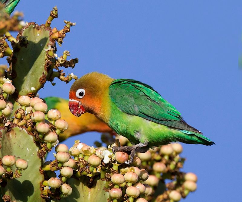 A Fischer's lovebird in Serengeti