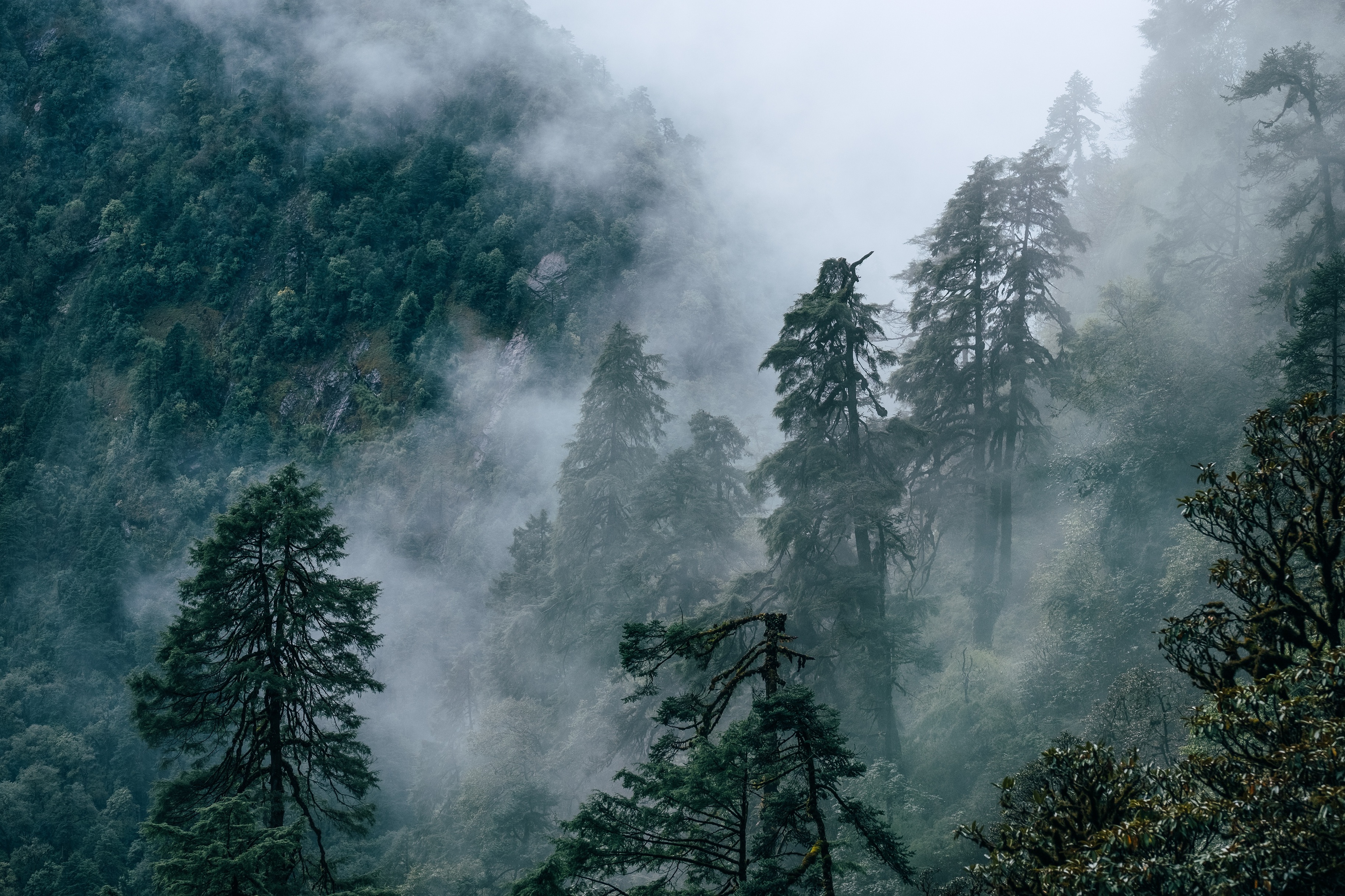 Beautiful foggy rainforest landscape photo in Makalu Barun National Park near Chatra Khola settlement on Mera Peak route