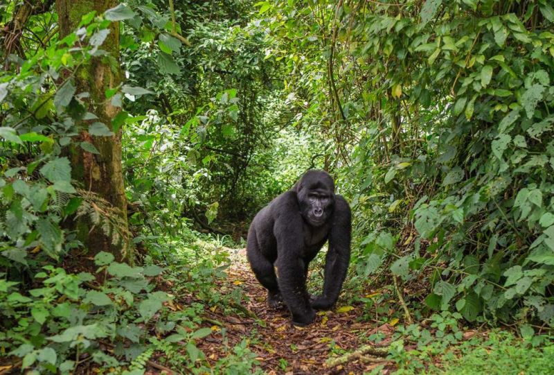 Gorilla in Uganda forest