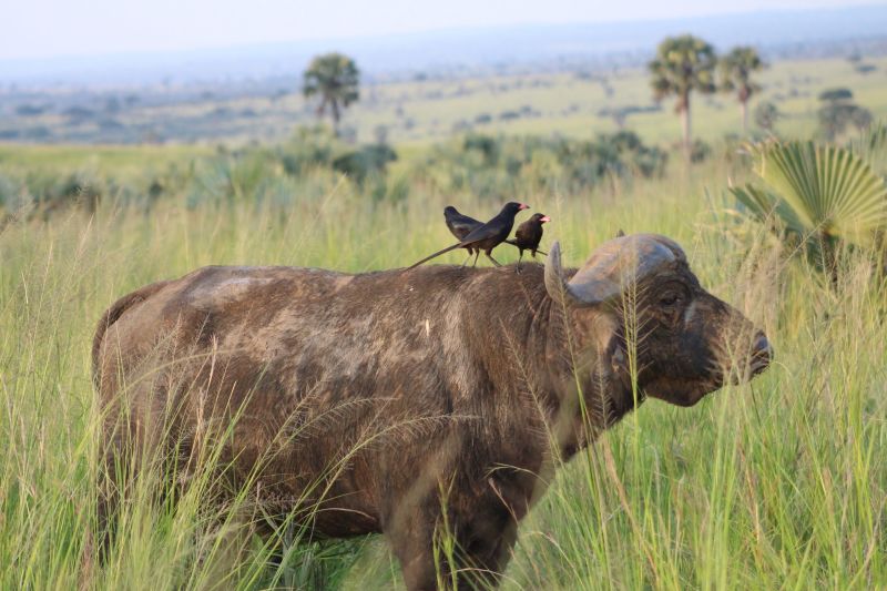 Seraina Cape buffalo and birds Murhcison Falls NP Uganda