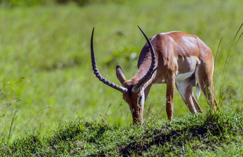 antelope in the Maasai Mara Reserve in Kenya