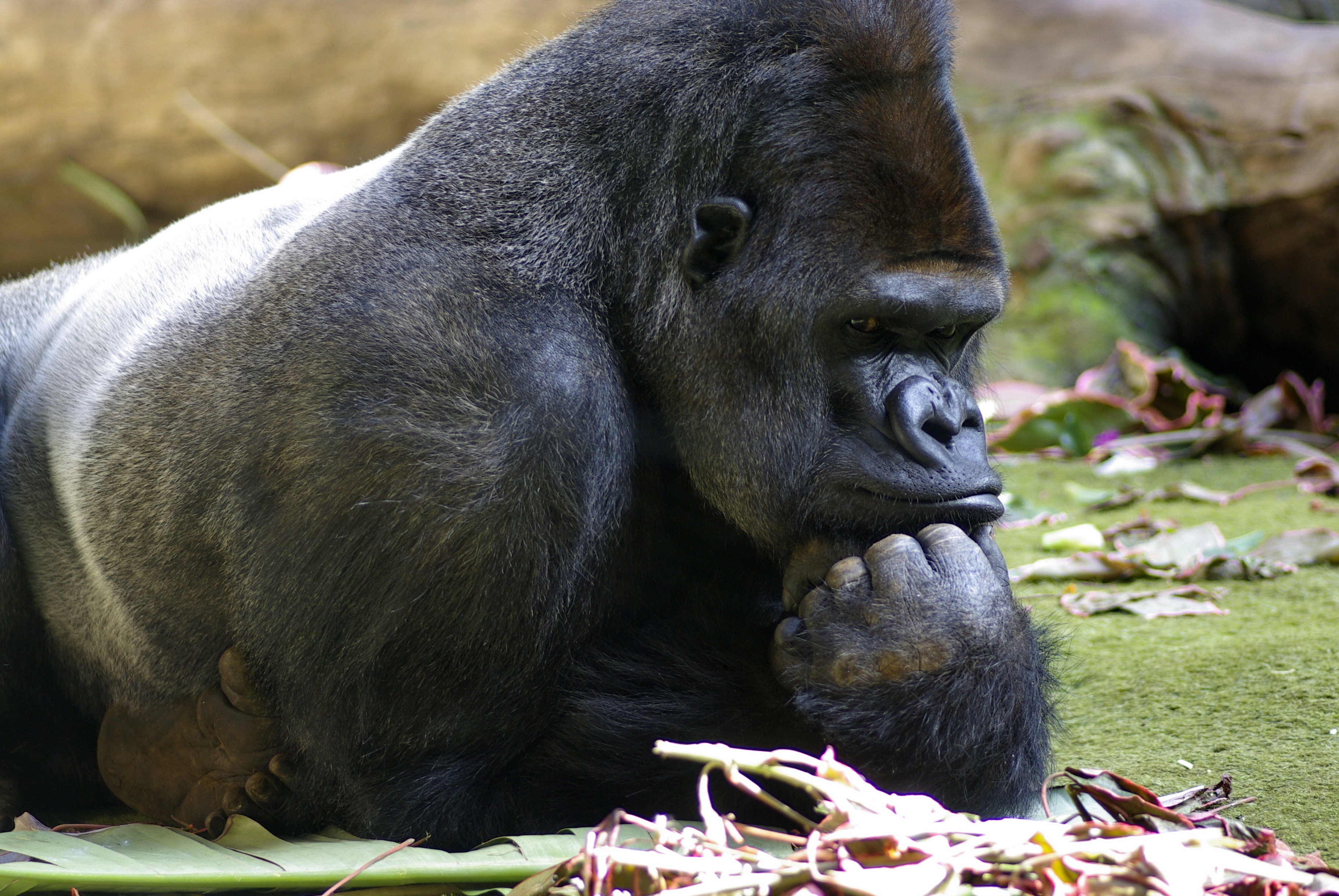 Beautiful silverback mountain gorilla looking stubborn