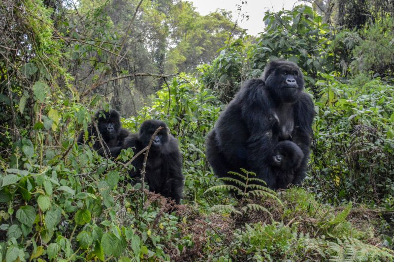 Adult female wild mountain gorilla with young gorilla holding onto her stomach while two others look on in Volcanoes National Park Rwanda