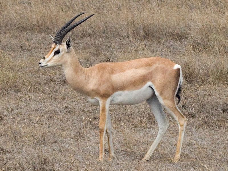 GRant's gazelle, Serengeti Tanzania