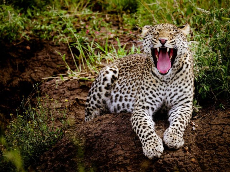 Yawning leopard Serengeti National Park