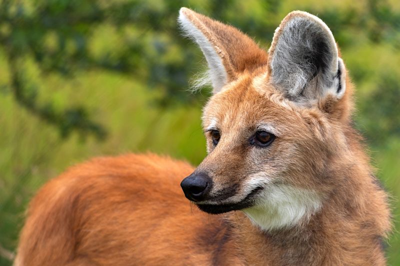 Maned Wolf (Chrysocyon brachyurus), a large canine of South America