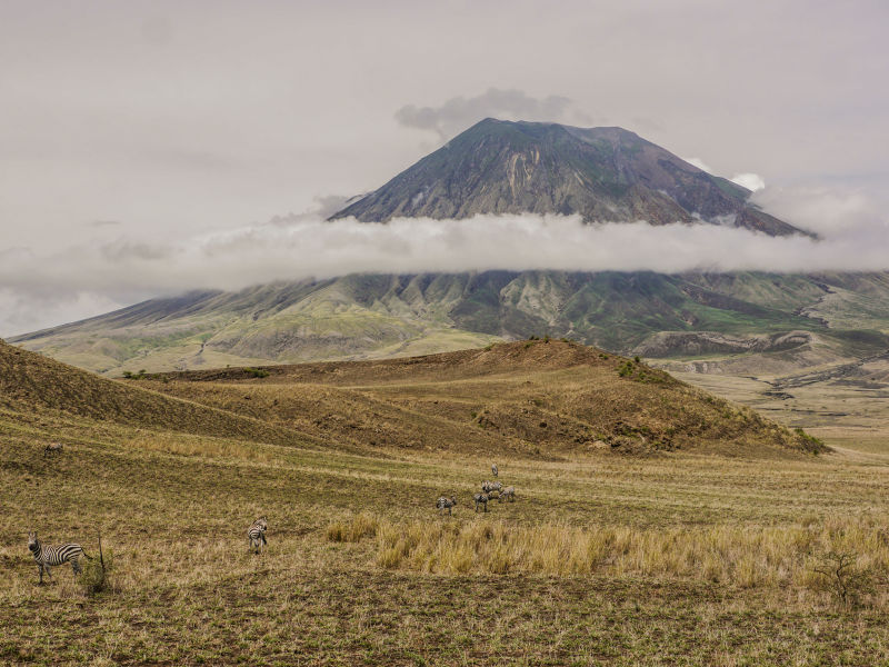 Ol Doinyo Lengai wreathed in cloud with zebras in foreground
