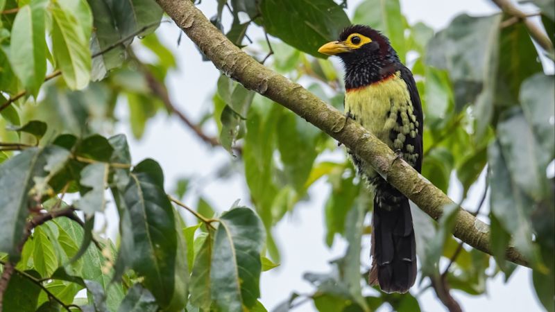 Ours. Yellow-billed Barbet. Kibale forest, Uganda
