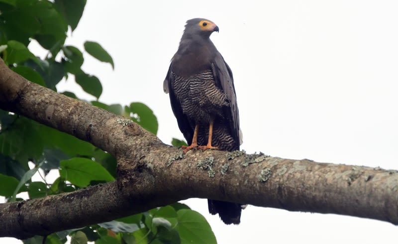 African harrier hawk