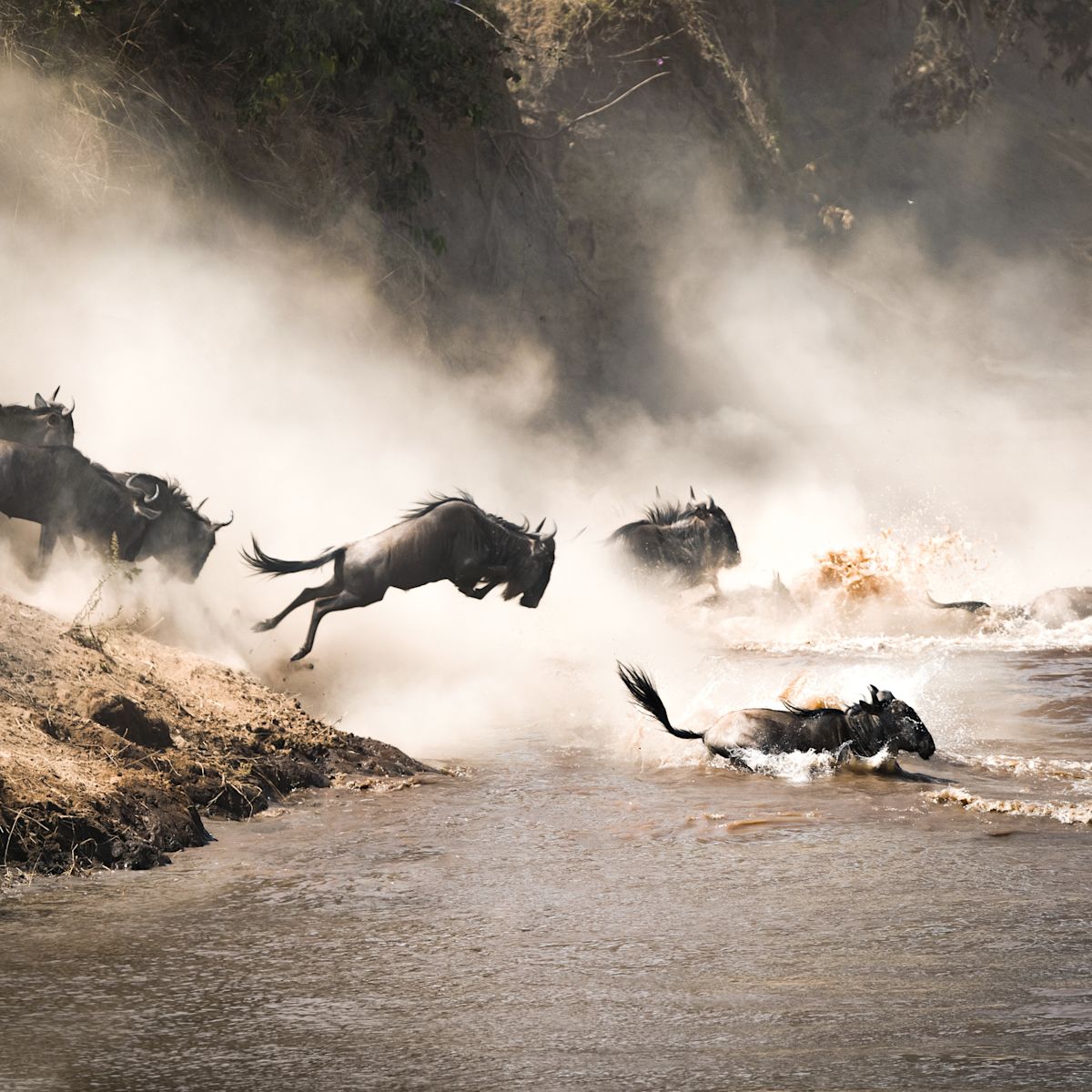 Wildebeests crossing river