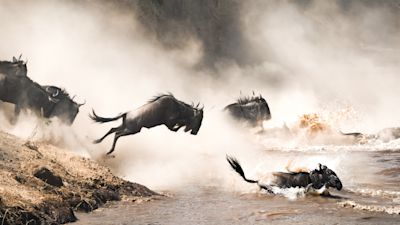 Wildebeests crossing river