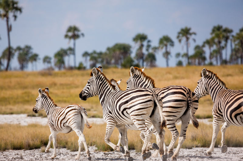 Burchell's zebras running in green Nxai Pan National Park, Botswana 