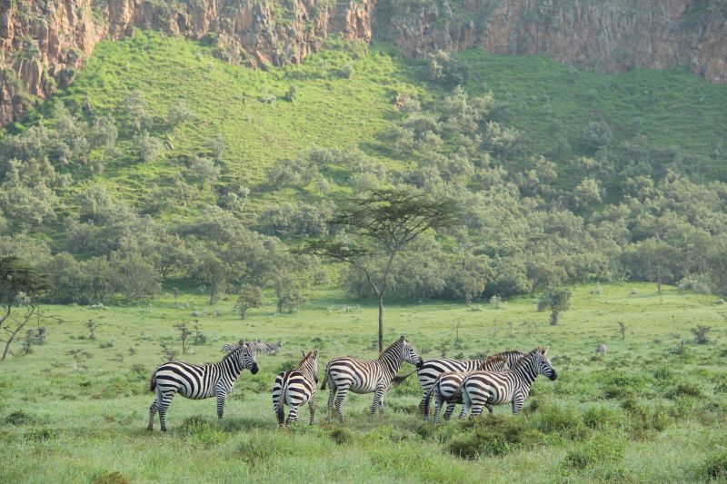 Zebras in Hell's Gate National Park in Kenya