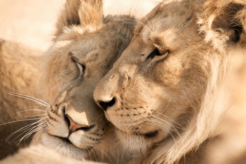 Close up of faces of male and female lions, New Big Five
