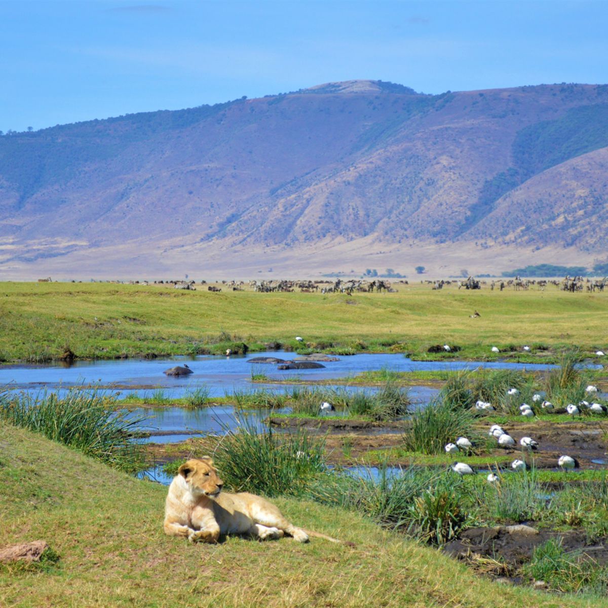 Ngorongoro Crater lioness and birds