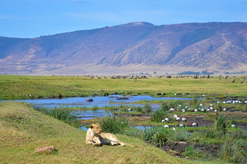 Ngorongoro Crater lioness and birds