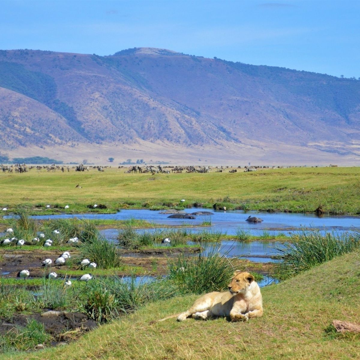 Ngorongoro Crater lioness and birds