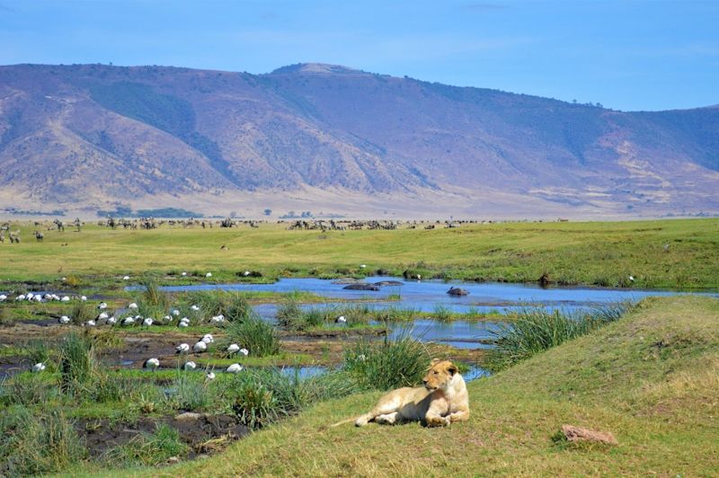 Ngorongoro Crater lioness and birds