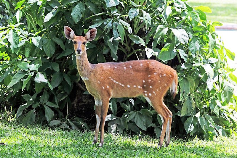 Female (ewe) Cape bushbuck, attrib. required to CJ Sharp