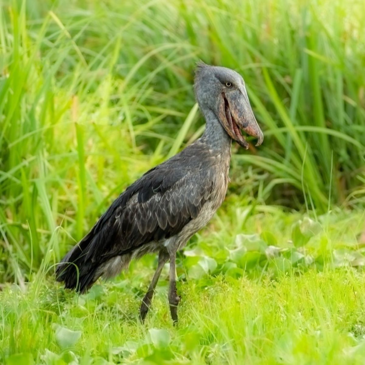 Shoebill Stork, Balaeniceps rex, walking in the wetland or swamp in Murchison Falls National Park, Uganda