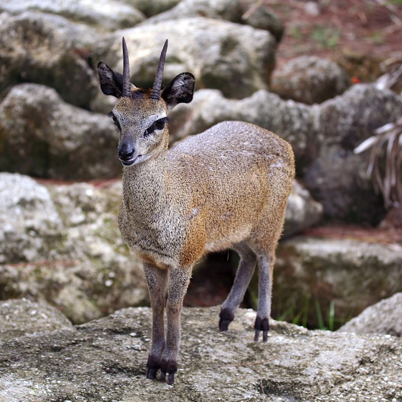 Klipspringer on rock, animals nf Kilimanjaro