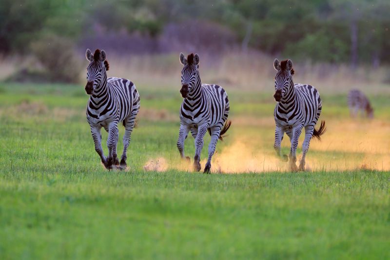 Burchell's zebras running in green Nxai Pan National Park, Botswana