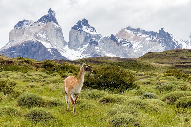 Guanaco, Torres del Paine, Chile