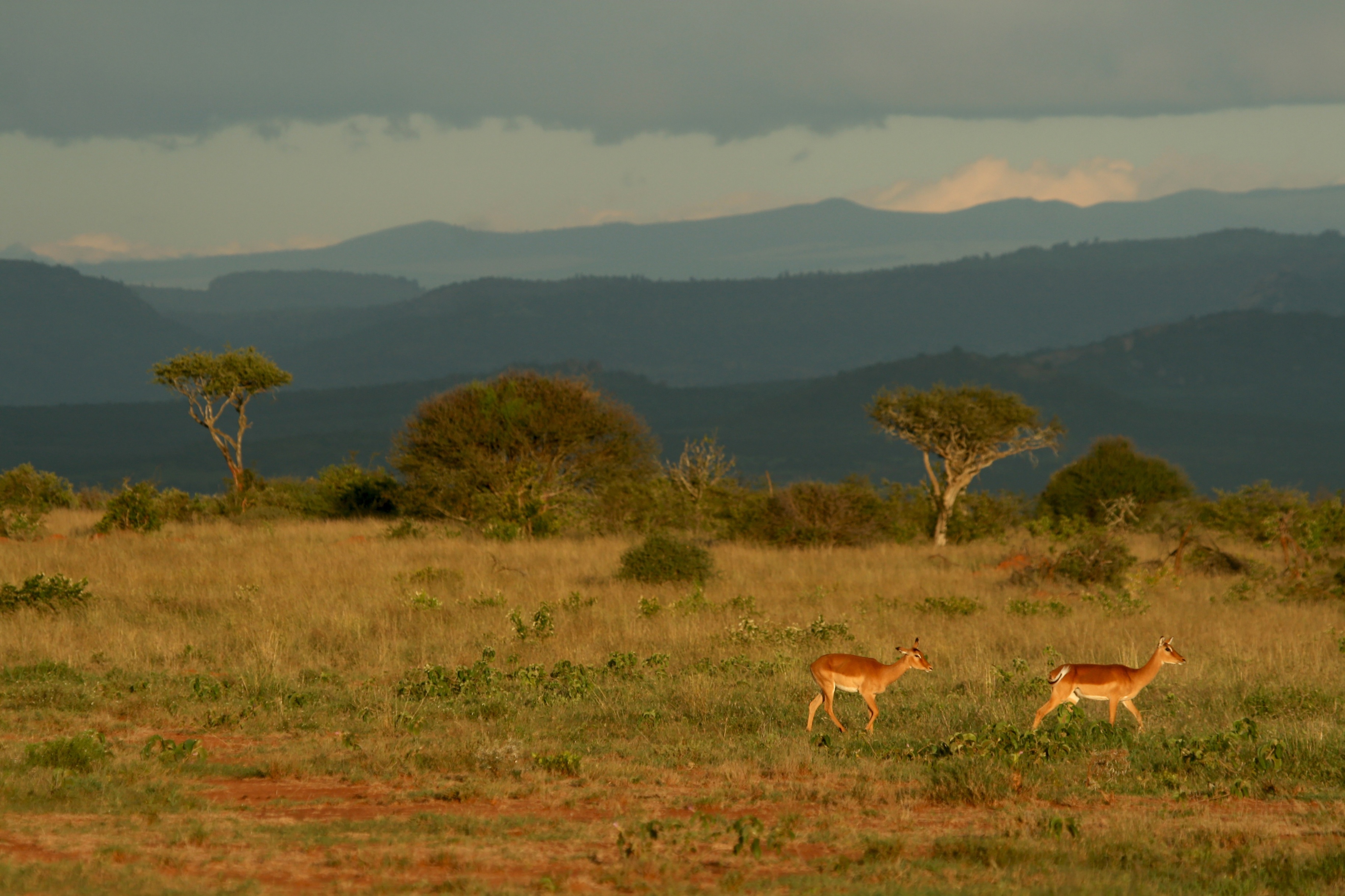 Savannah landscape with impala , Mpala Research Centre, Laikipia, Kenya