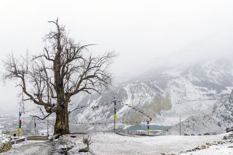 Tree without leaves with Gangapurna lake in the background in snow covered Manang Annapurna Circuit Nepal