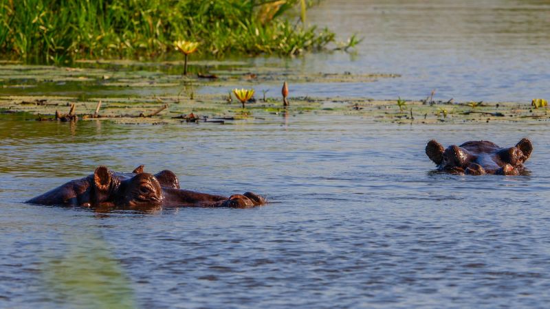 Okavango Delta hippos