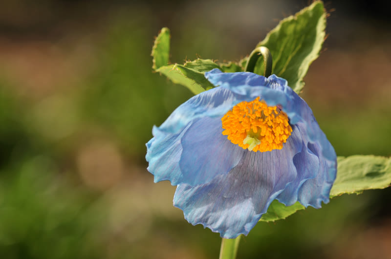 Close up of a delicate Himalayan blue poppy