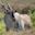 Seated eland eating vegetation
