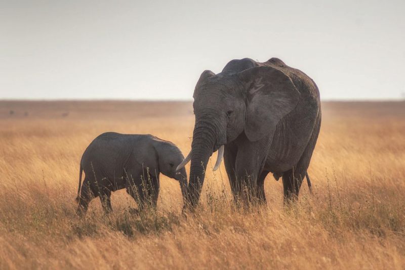 Mother and calf elephants