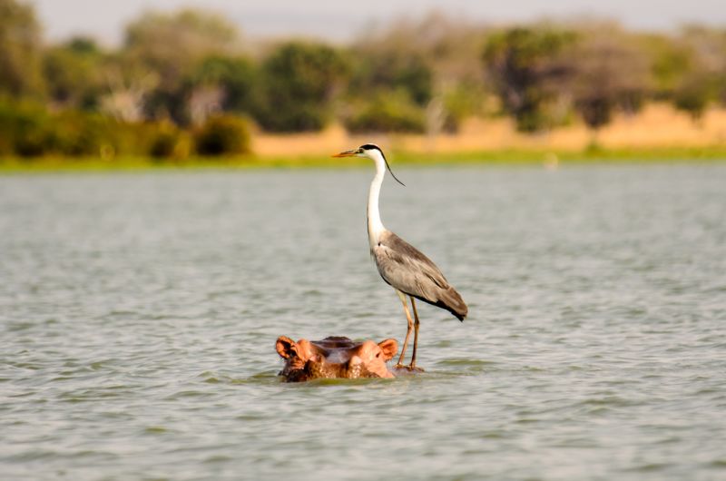 A grey heron hitching a ride on a hippo in the water in Selous!