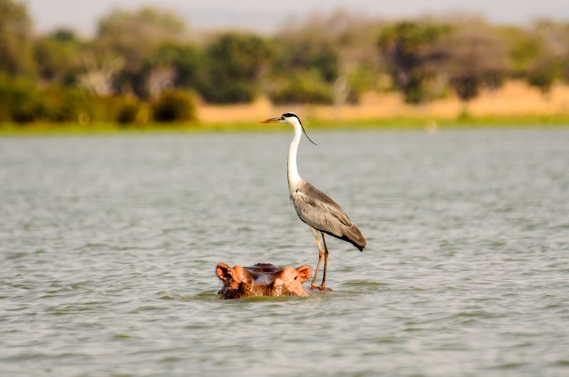 A grey heron hitching a ride on a hippo in the water in Selous!