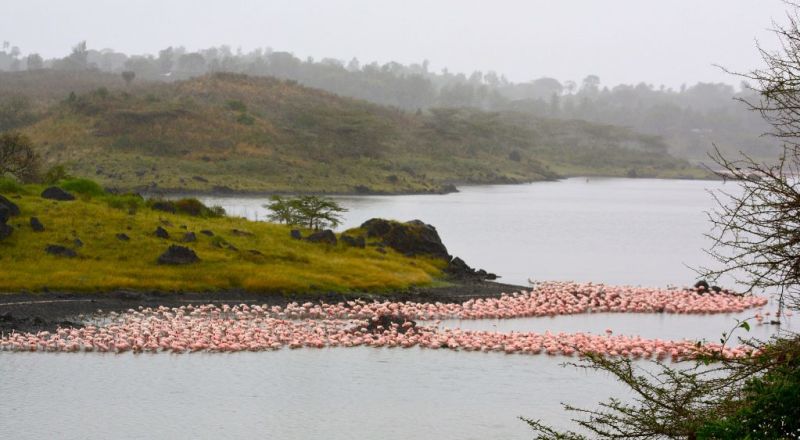Flamingoes on the water of Momela Lakes in Arusha National Park Tanzania