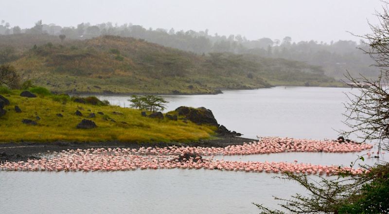 Flamingoes on the water of Momela Lakes in Arusha National Park Tanzania