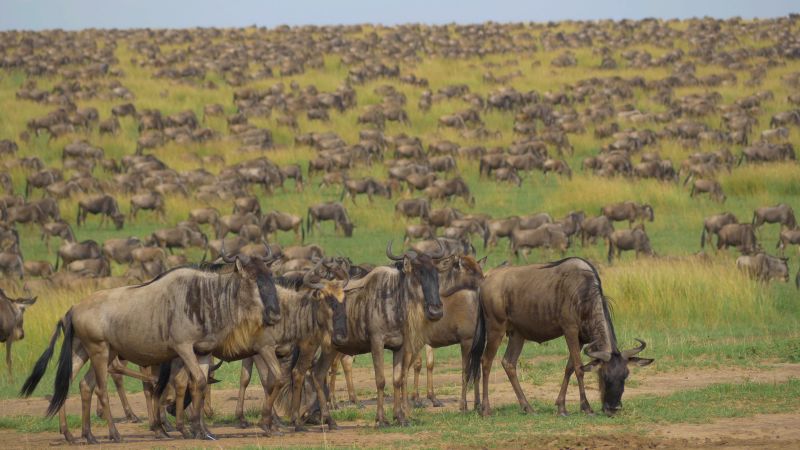 Wildebeests of Great Migration in green grass of Maasai Mara, Kenya