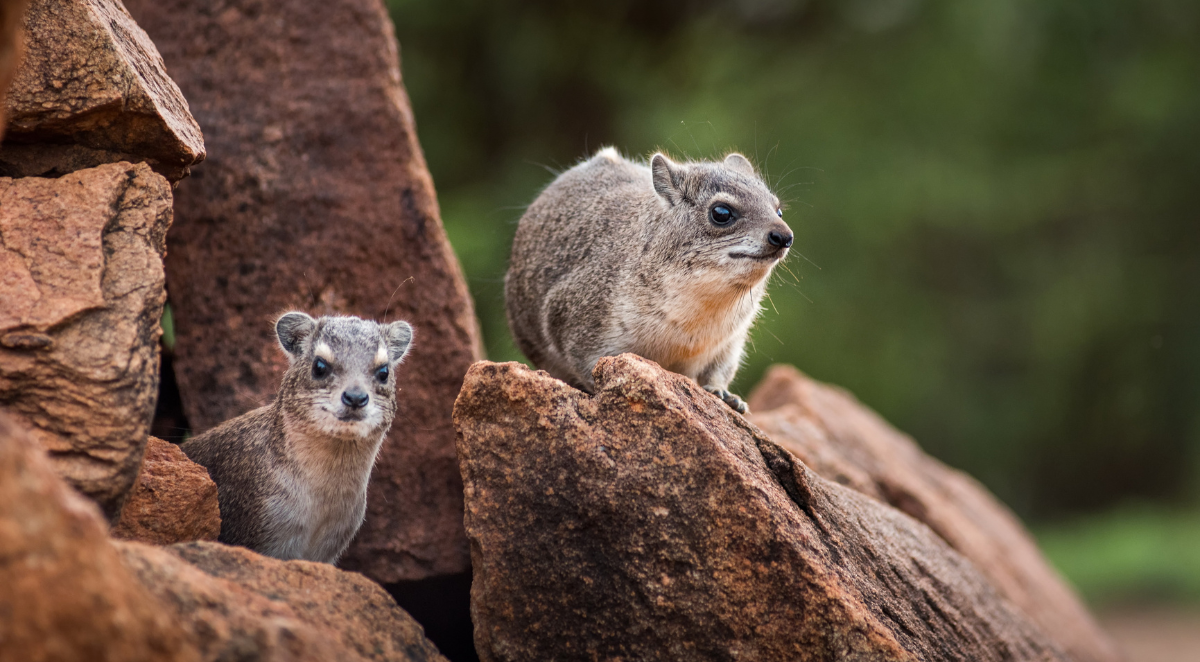 Rock Hyrax