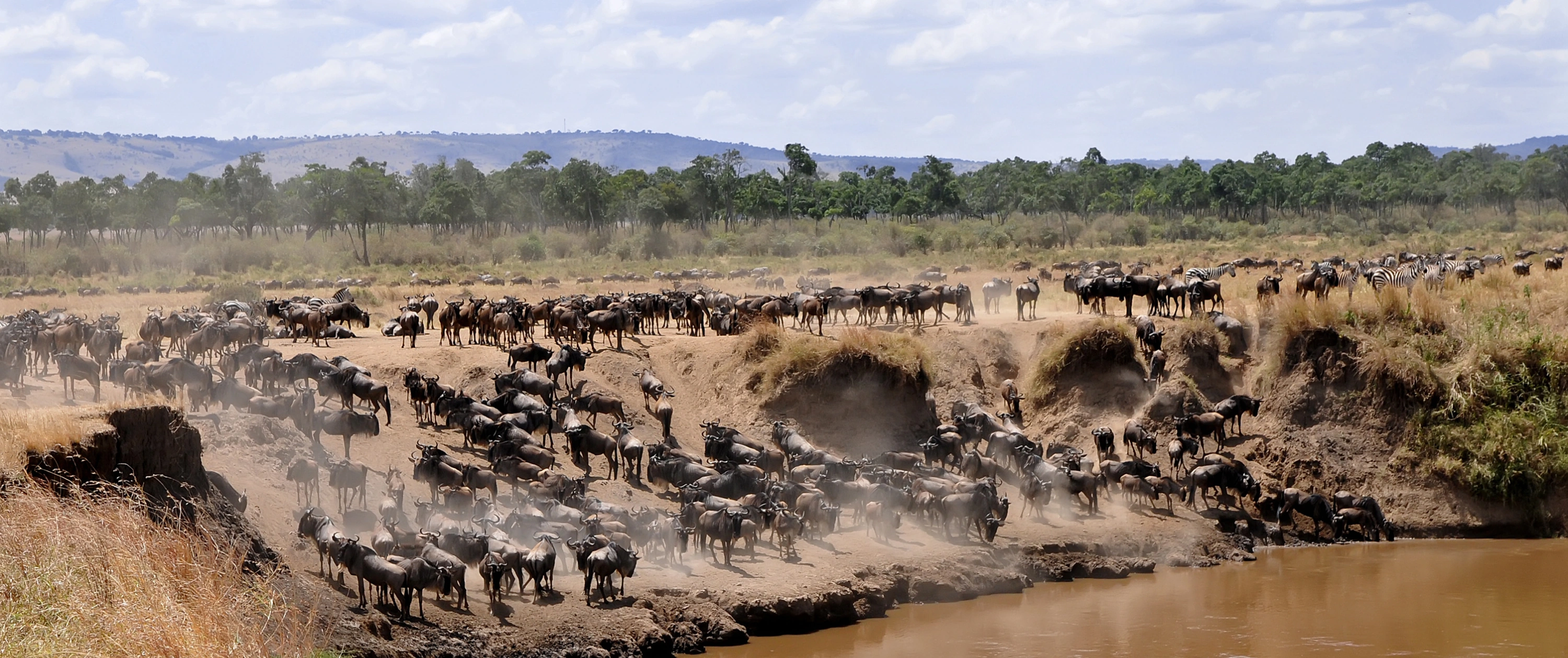 Great Migration in the Maasai Mara National Reserve